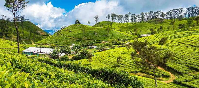 Ella Day Trip: with Little Adam's Peak Hike From Colombo - Two hours in Ella after the hike