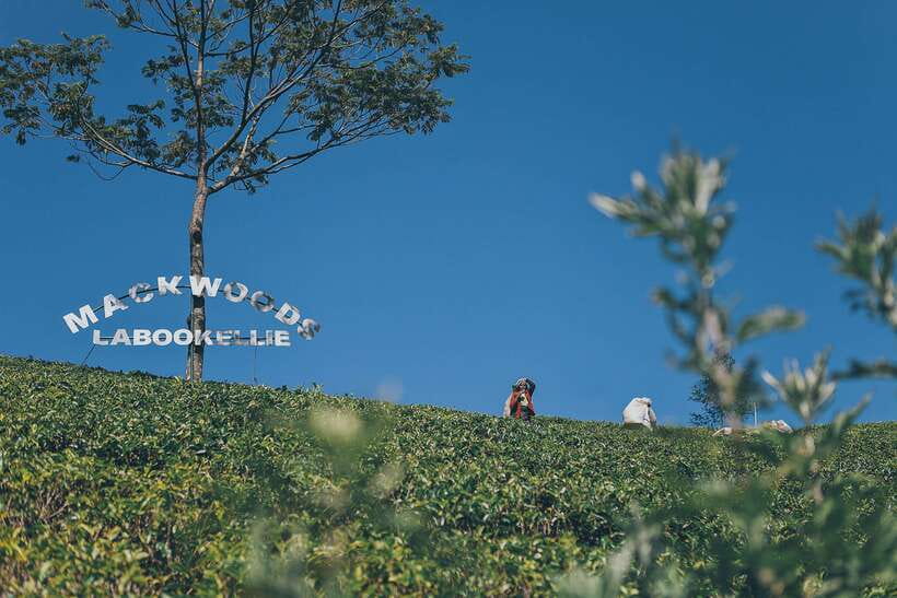 Ella Day Trip: with Little Adam's Peak Hike From Colombo - The long road from Colombo to Ella