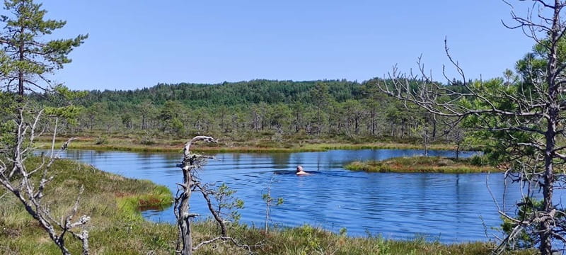 Escape from Tallinn – Hike, Swim, Forage & Cuddle Sled Dogs - Walking the Kõrvemaa bog with special shoes