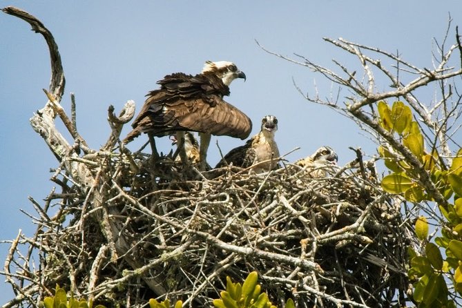 Everglades National Park Biologist Led Adventure: Cruise, Hike + Airboat - Old Florida at Smallwood Store