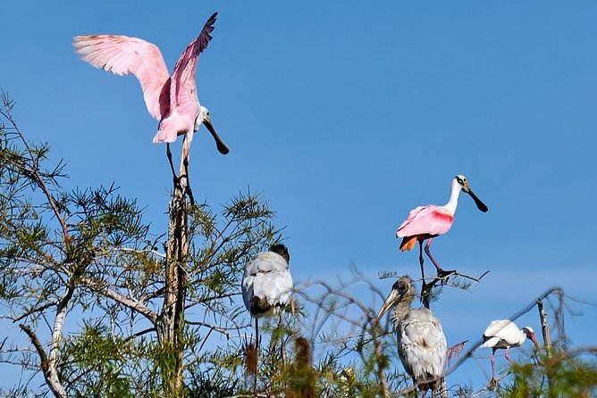 Everglades National Park Biologist Led Adventure: Cruise, Hike + Airboat - Lunch in Chokoloskee