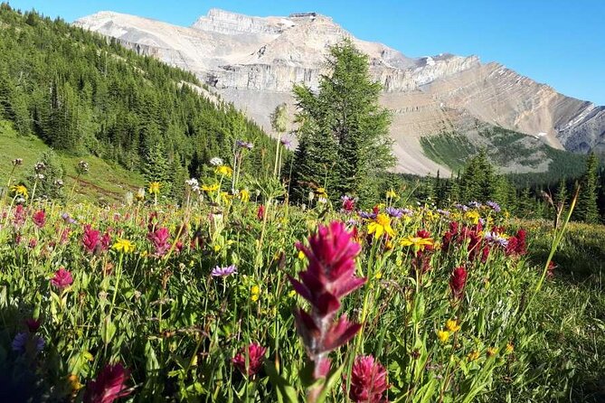 Exclusive Skoki Backcountry Guided Hiking in Lake Louise with Van Shuttle - Why the Skoki backcountry feels different