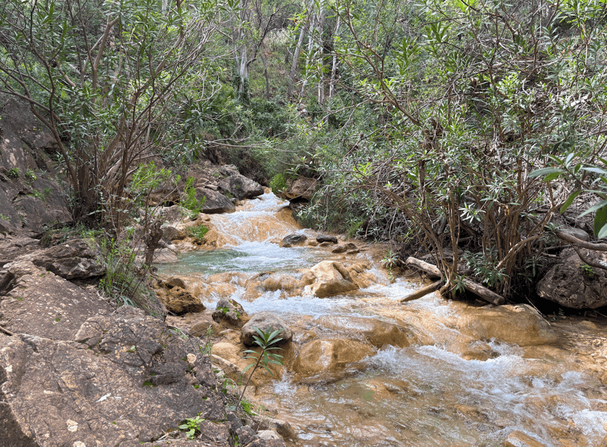 Explore Marbella's Nature: Guided Hiking And Foraging Trip - Meeting at Sendero Los Monjes