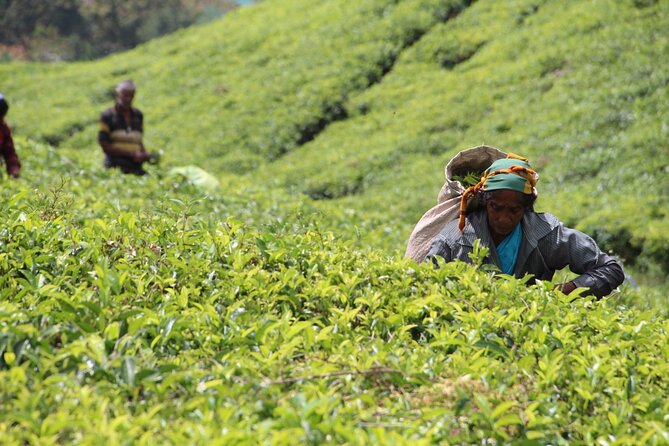 Explore the best of Ella. Hiking, waterfalls and cultural tour - Demodara Loop and the short railway ride