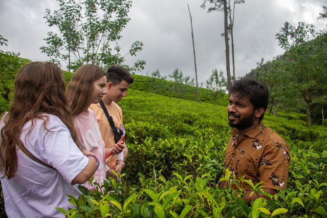 Explore the best of Ella. Hiking, waterfalls and cultural tour - Tea fields, farms, and the story of Ceylon tea