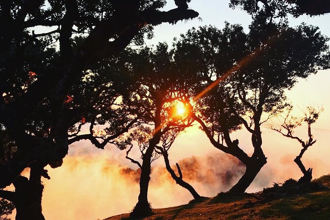 Fanal Forest Private Sunset Hike - Pickup from Funchal and the trip into the mountains