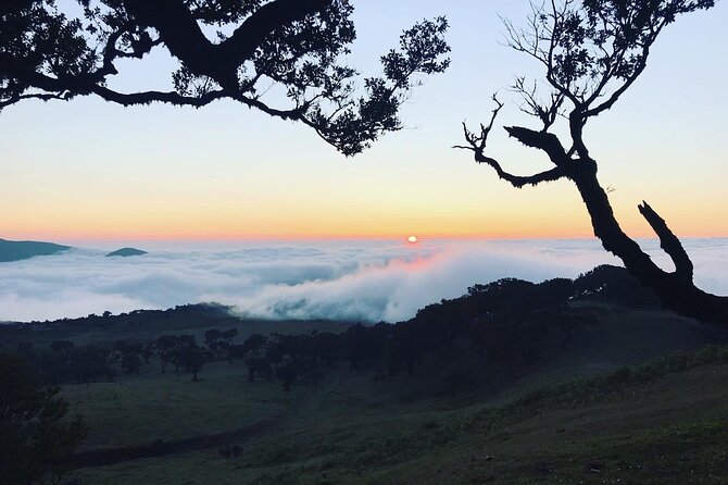 Fanal Forest Private Sunset Hike - What you may learn along the way