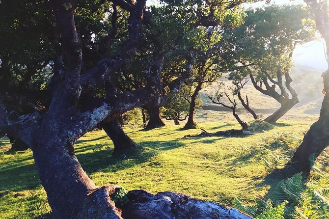 Fanal Forest Private Sunset Hike - Sunset, mist, rain, and the need for sensible clothing