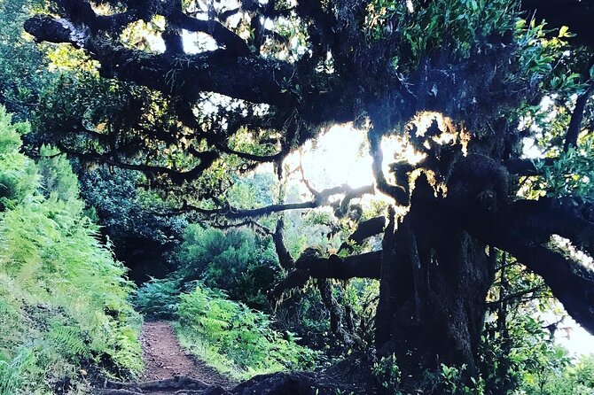 Fanal Forest Private Sunset Hike - How much value do you get for $90.11?