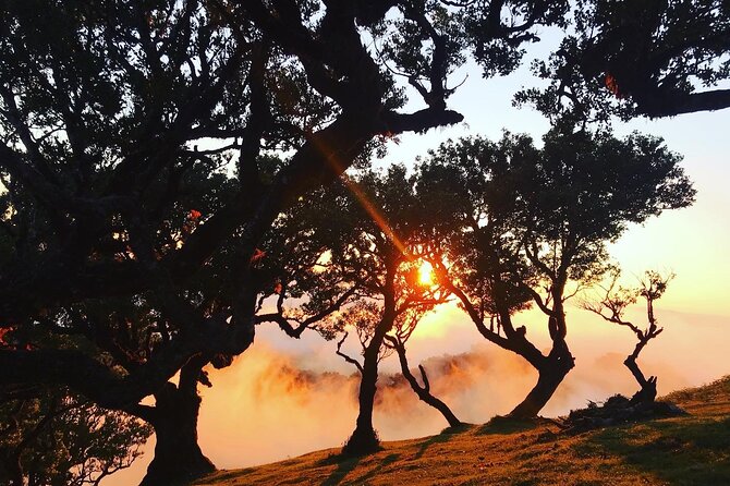 Fanal Forest Private Sunset Hike - Posto Florestal Fanal is the main stop