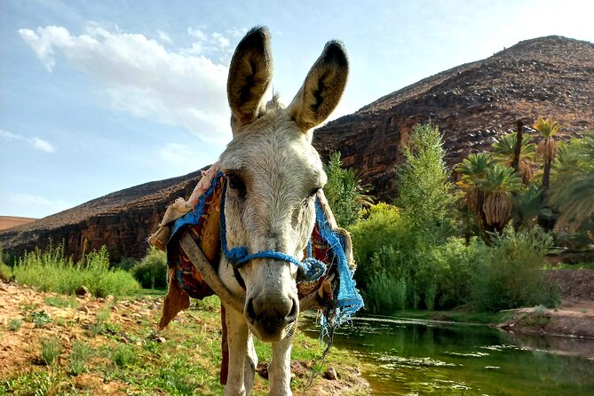 Fint Oasis Private Day Hike - Choosing Between Walking and a Donkey Ride