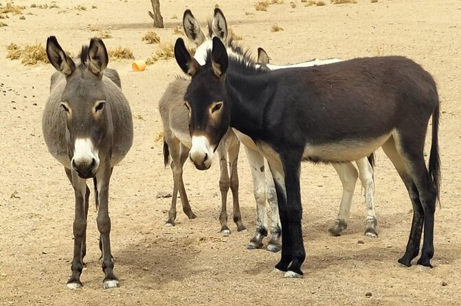 Fint Oasis Private Day Hike - The Kind of Day This Tour Creates