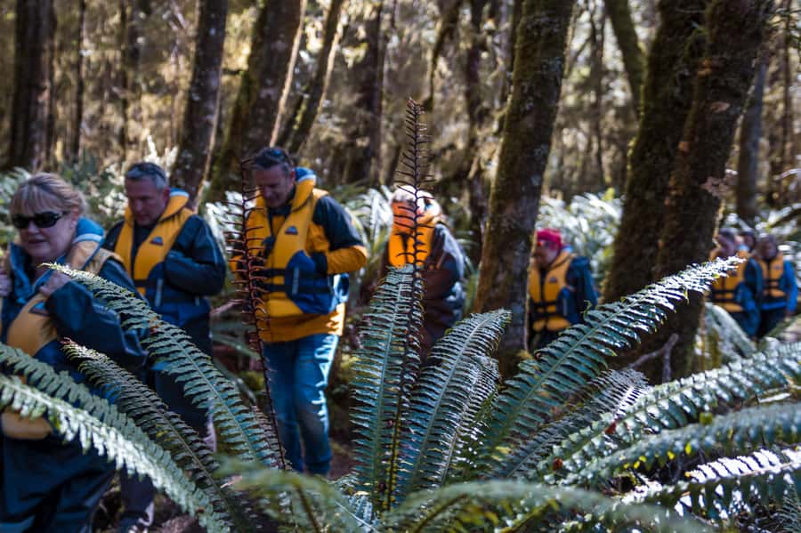 Fiordland: Jet Boat & Nature Walk Experience from Te Anau - Guides who add more than boat handling