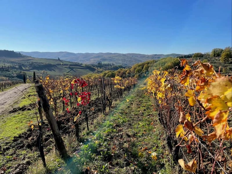 Florence: Hiking Tuscany & Chianti wine 3 wineries and lunch - Walking to lunch through olive groves
