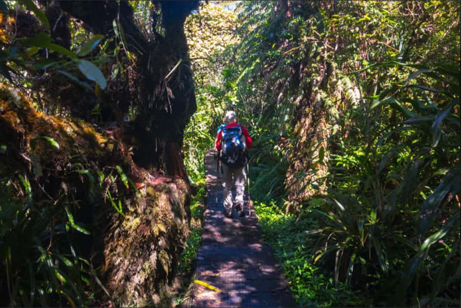 Forest Bélouve: Trou de Fer Weekly Group Hike in French - The Queen of Tamarin gives the forest a character of its own
