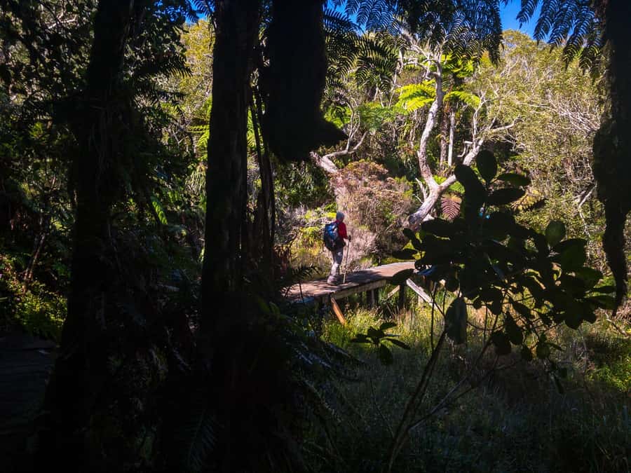 Forest Bélouve: Trou de Fer Weekly Group Hike in French - Reaching the Trou de Fer clearing