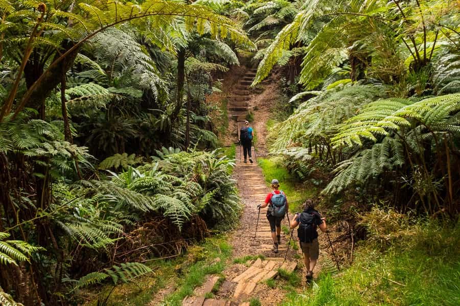 Forest Bélouve: Trou de Fer Weekly Group Hike in French - Who will enjoy this French-language hike most
