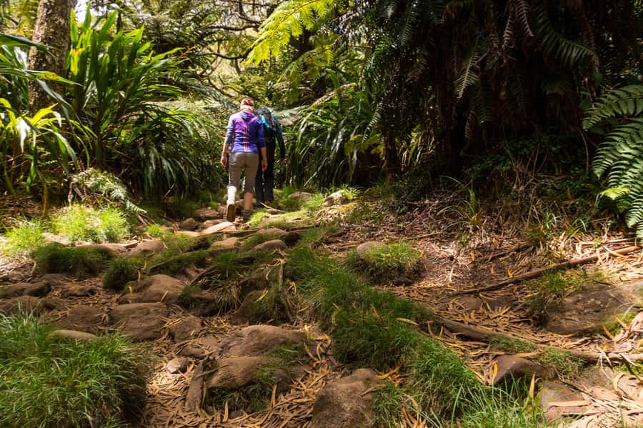 Forest Bélouve: Trou de Fer Weekly Group Hike in French - A balanced verdict on the experience