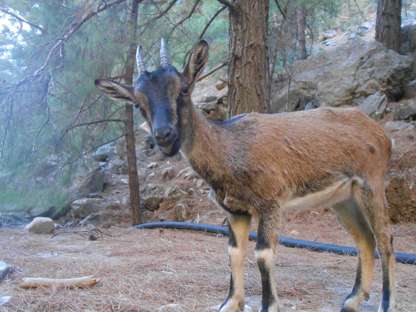 From Agia Galini/Matala: Samaria Gorge Hiking Tour - Key points to know before booking