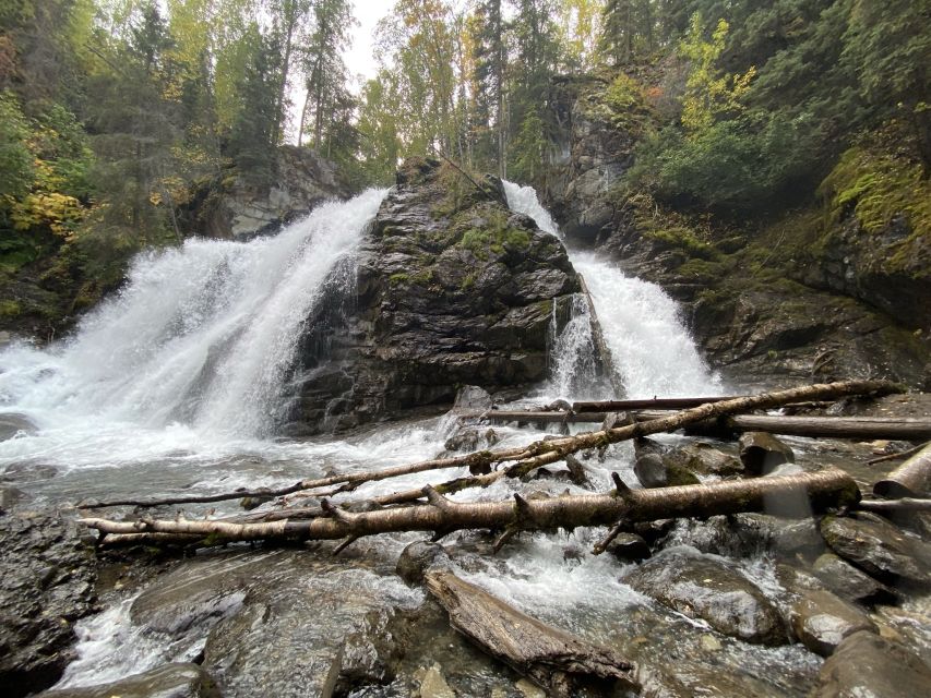 From Anchorage: Valley and Forest Hike with Naturalist Guide - Forest plants, berries, and the American dipper