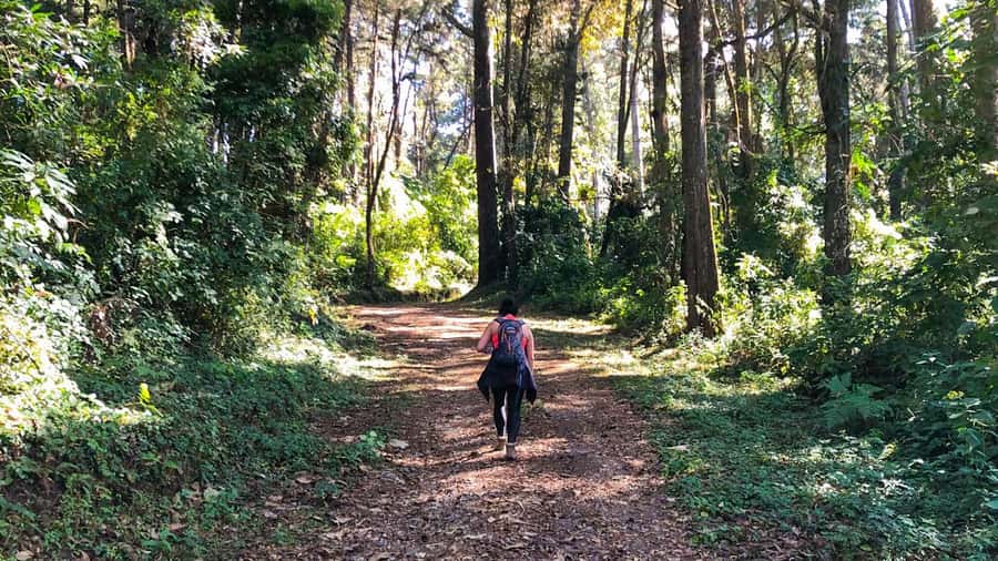 From Antigua Guatemala: Birdwatching and Scenic Hiking Tour - Walking through pine-oak forest