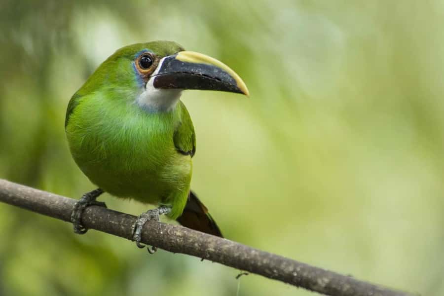 From Antigua Guatemala: Birdwatching and Scenic Hiking Tour - How much birdlife should you expect?