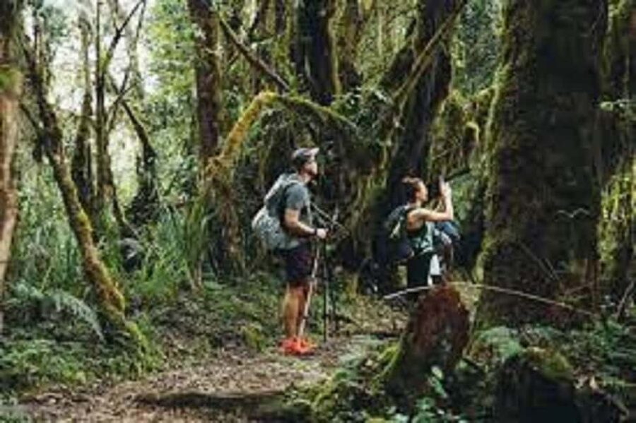 From Arusha/Moshi: Kilimanjaro Hike Marangu Route Day Trip - Key details before you book
