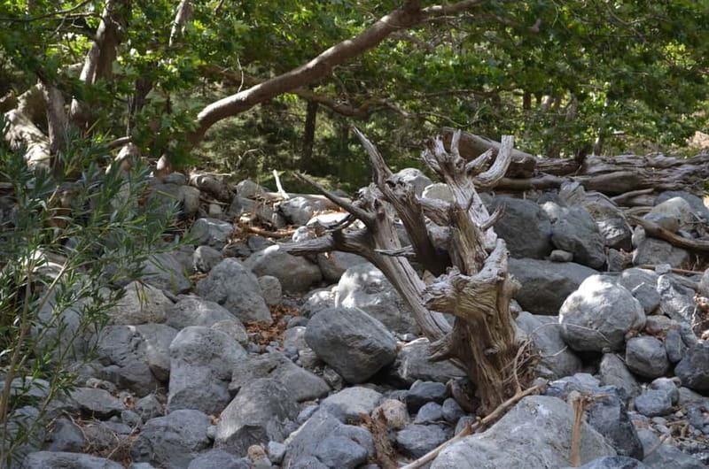 From Chania: Samaria Gorge Hike with Local Mountain Guide - Pines, springs, rock walls, and Kri-Kri country
