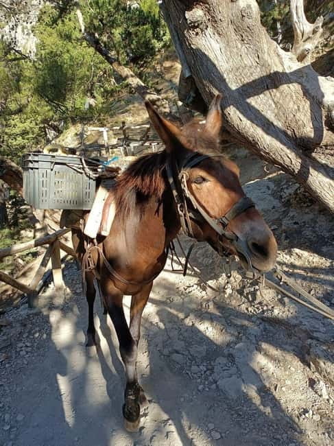 From Chania: Samaria Gorge Hiking Tour Easy Way - From Chania to Sougia by Air-Conditioned Bus