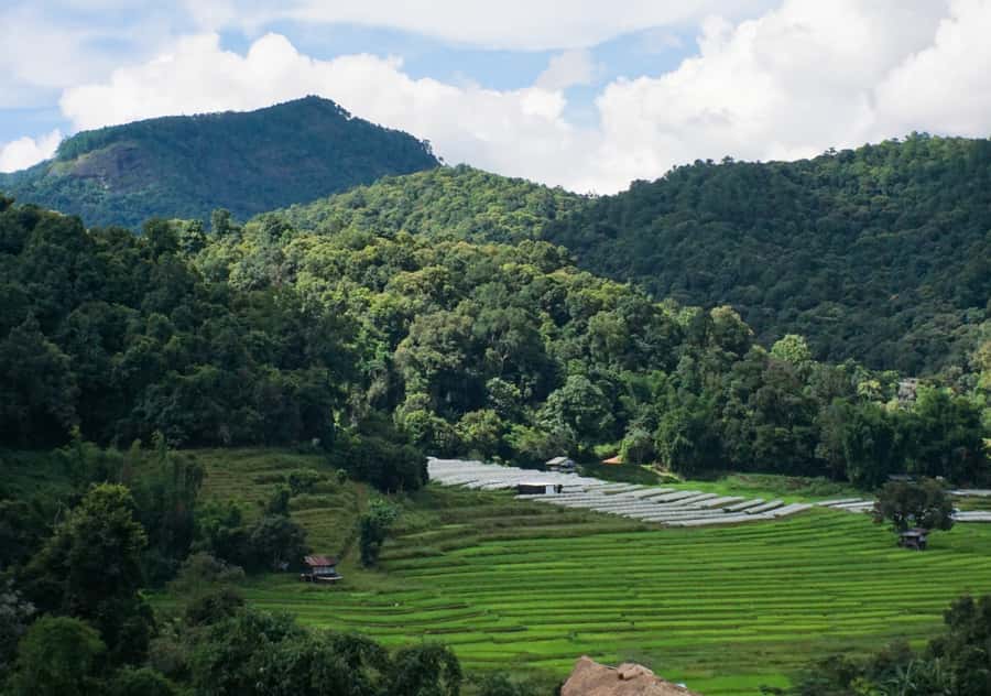 From Chiang Mai: Doi Inthanon National Park Day Trip & Hike - Cool air and mossy forest at Doi Inthanon