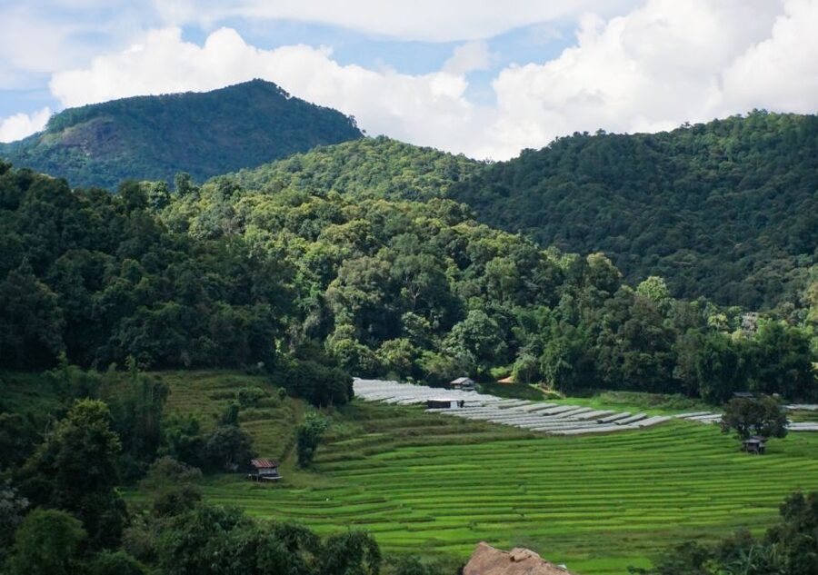 From Chiang Mai: Doi Inthanon National Park Day Trip & Hike - The Pha Dok Siew trail is the highlight