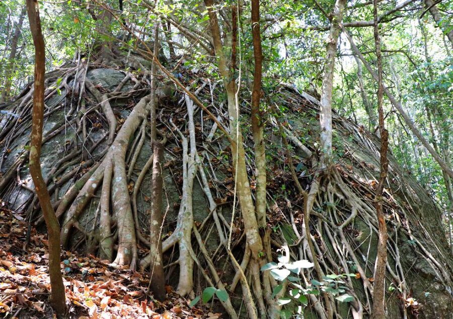 From Chiang Mai: Doi Inthanon National Park Hiking Tour - Key points before you book