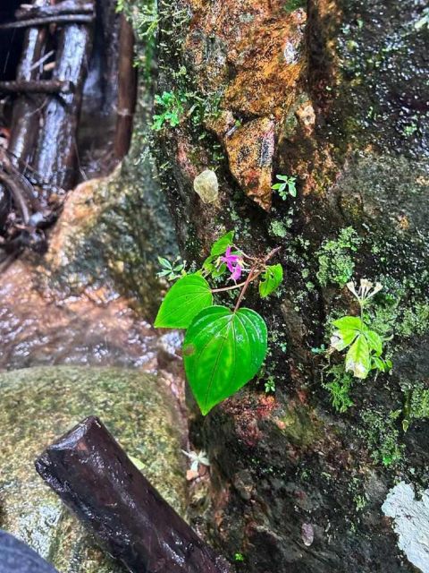From Chiang Mai: Doi Saket Hiking Tour with Lunch - Should you book it?