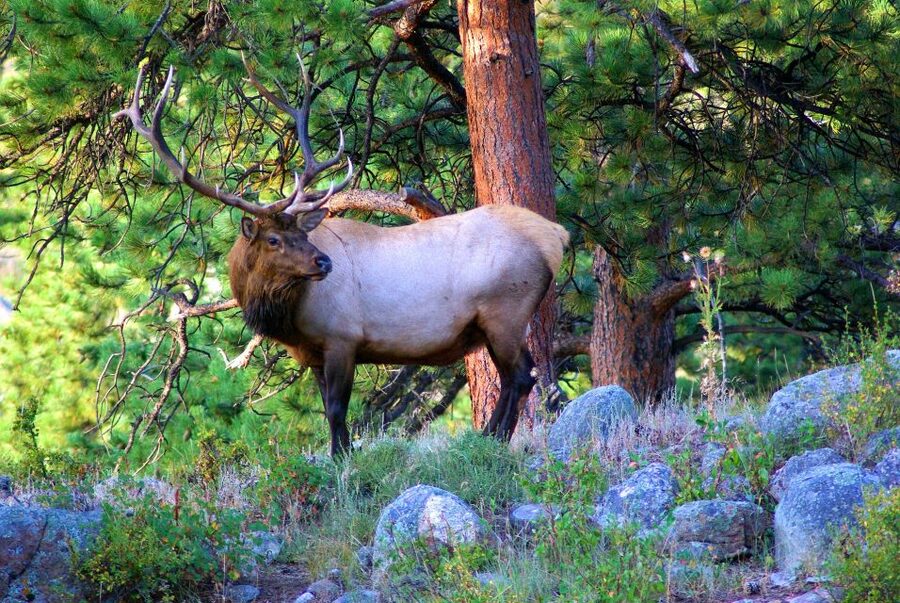 From Denver: Hike the Rockies Tour - From Union Station to Rocky Mountain Quiet