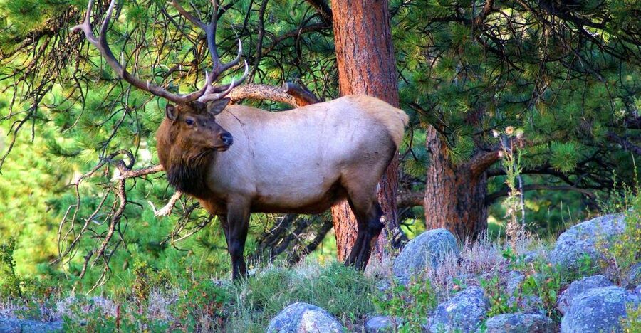 From Denver: Hike the Rockies Tour - Is $80 a Fair Price?