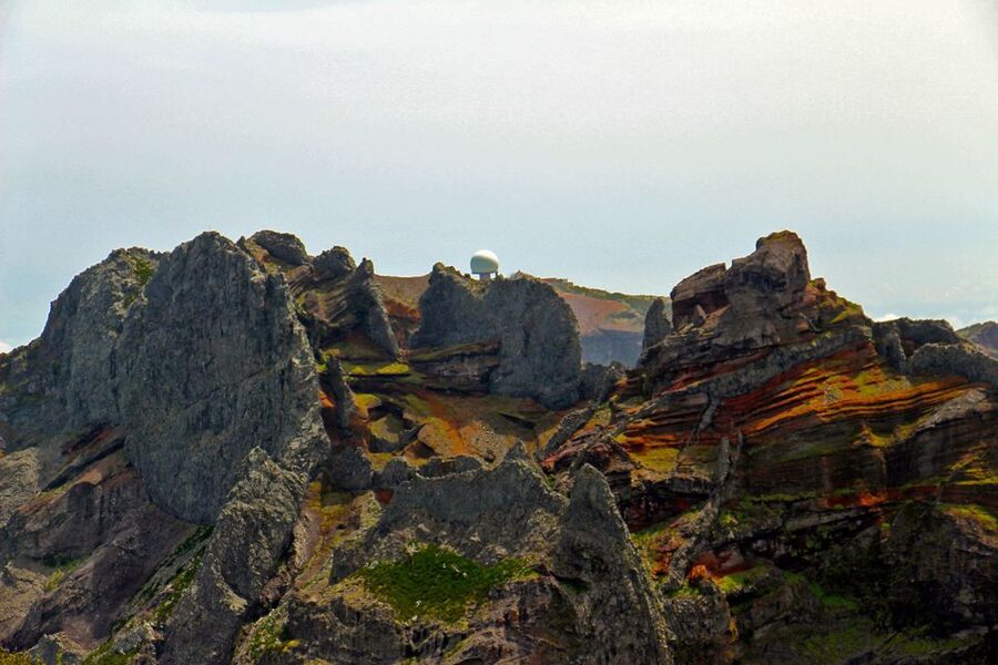 From Funchal: Madeira Peaks Mountain Walk - The plants and forest near Pico Ruivo