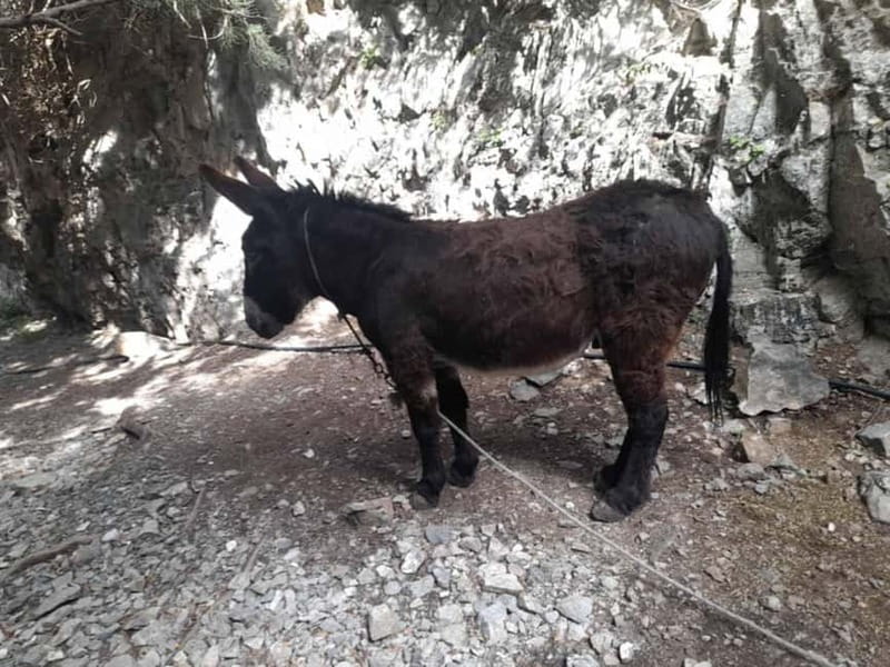 From Georgioupoli: Easy Hiking Day-Trip to Imbros Gorge - The guide can shape the whole day