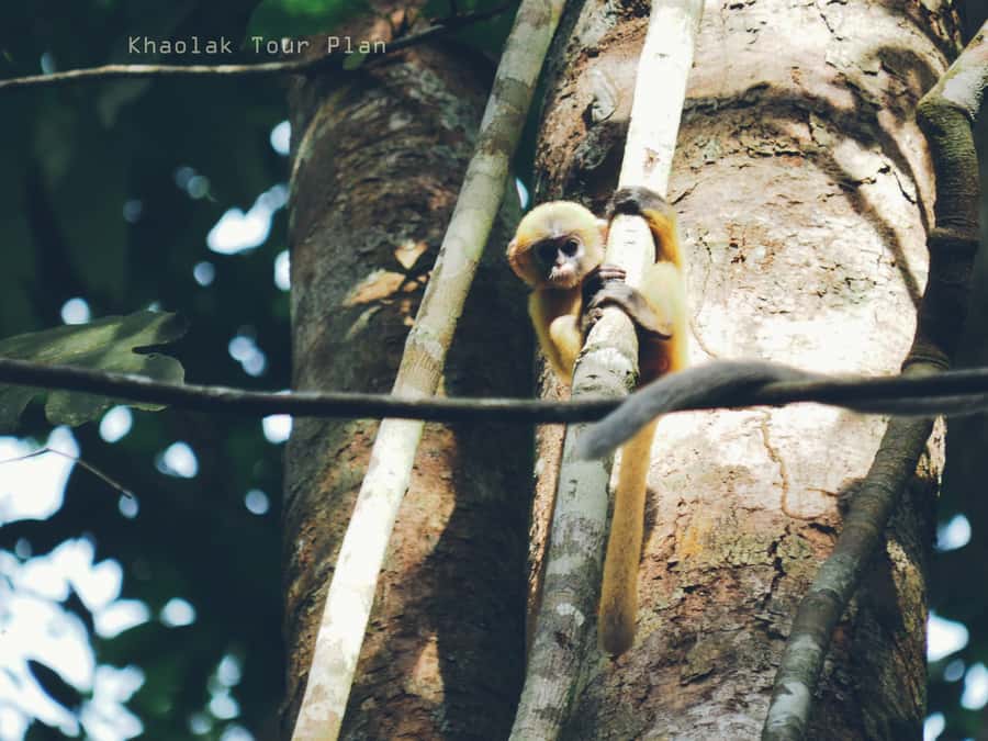 From Khao Lak: Khao Sok Jungle Hike & River Tour - A generous Thai lunch after the trail