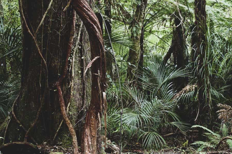 From Khao Lak: Khao Sok Jungle Hike & River Tour - Floating down the Sok River