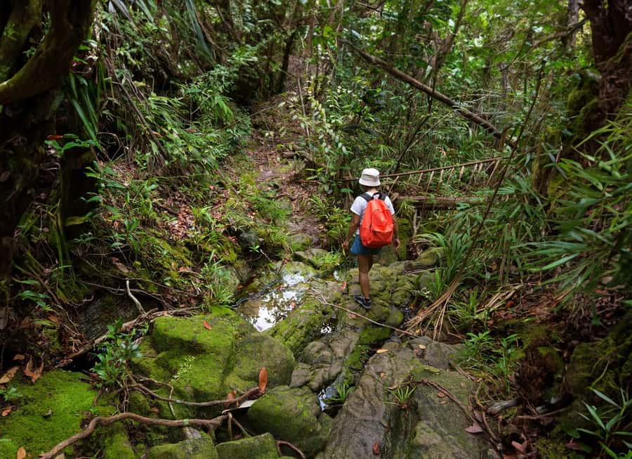 From Khao Lak: Khao Sok Jungle Hike & River Tour - The 5.5-kilometer rainforest walk