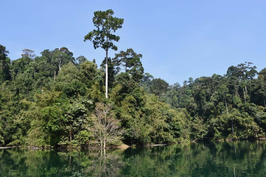 From Krabi: Cheow Lan Lake Cruise and Khao Sok Jungle Hike - Two hours among the limestone islands