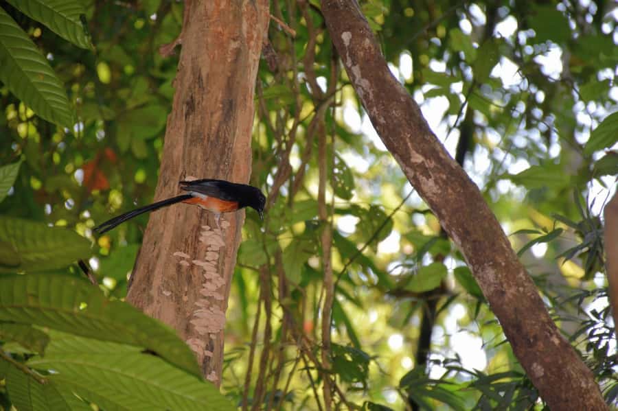 From Krabi: Cheow Lan Lake Cruise and Khao Sok Jungle Hike - The jungle path to Coral Cave