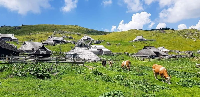 From Ljubljana: Velika Planina Guided Hike - Walking through meadows and spruce forest