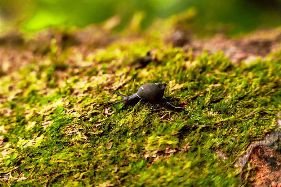 From Mahe: Guided Nature Trail Walk to Morne Blanc - Key points to know before you book