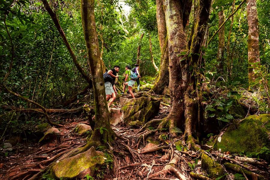 From Mahe: Guided Nature Trail Walk to Morne Blanc - From tea country into Morne Blanc’s mist forest