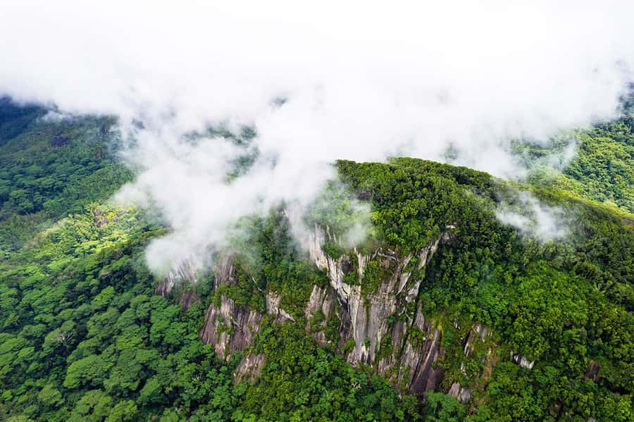 From Mahe: Guided Nature Trail Walk to Morne Blanc - The plants that make this walk special