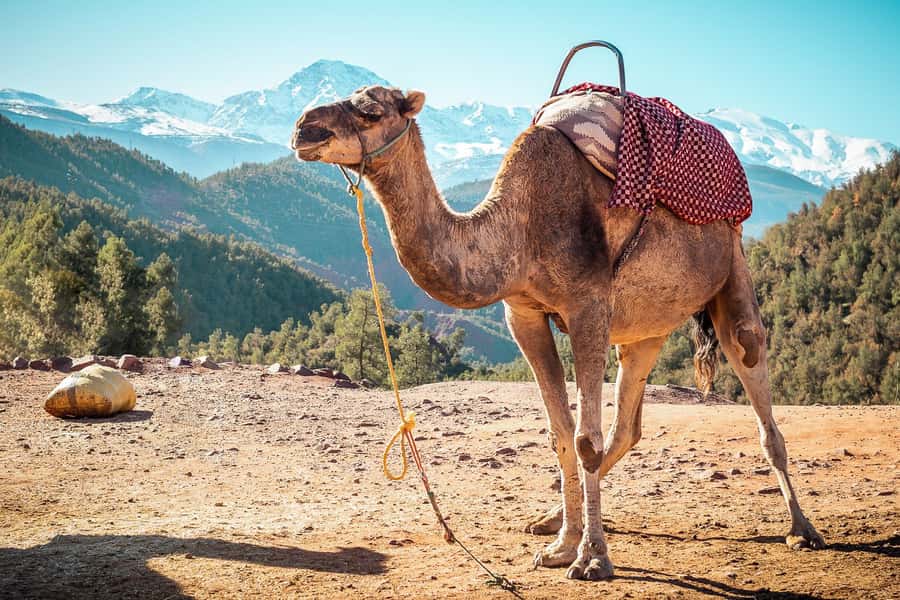 From Marrakech: Atlas Mountains Full-Day Hiking Trip w Lunch - Who should book this day