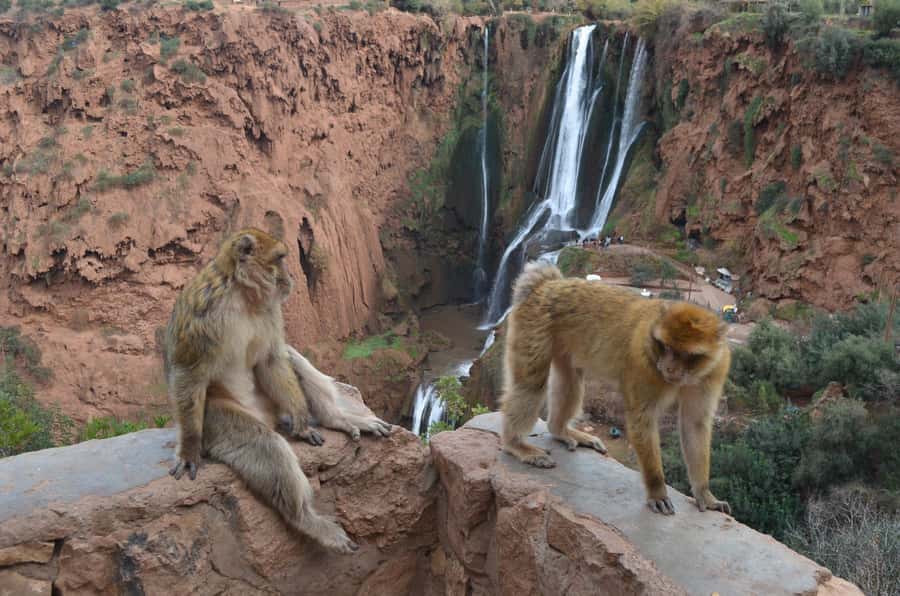 From Marrakech: Ouzoud Waterfalls Guided Hike and Boat Tour - Berber villages, homes, and argan oil