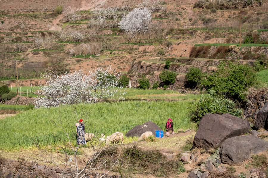 From Marrakesh: Atlas Mountains Talamrout Summit Day Hike - Tizi n’Tamatert and the pine forest