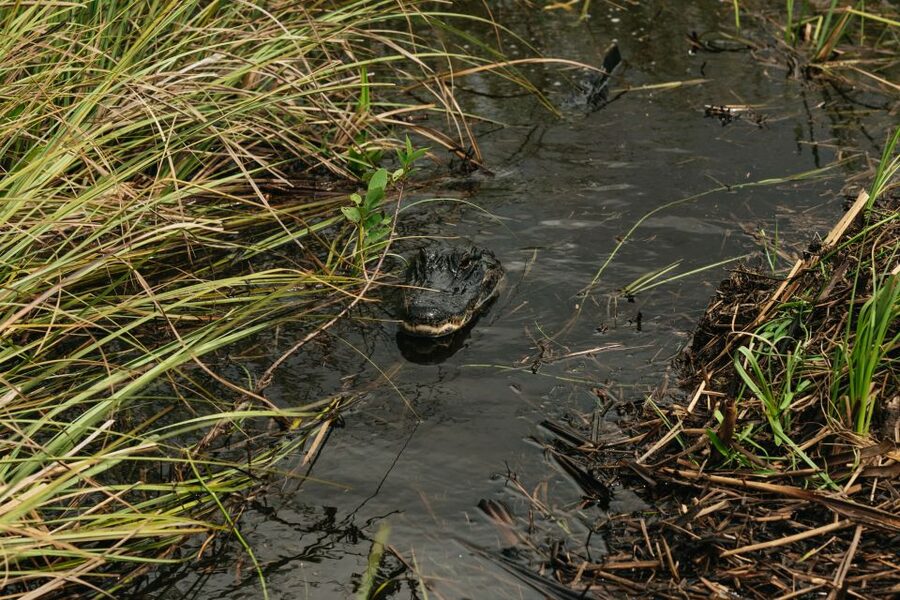 From Miami: Everglades Airboat Ride and Nature Walk - Meeting the Miccosukee community
